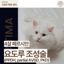 이로동물의료센터 | 대구 고양이 요도루 조성술 (4살 페르시안 요도루 조성술 치료후기) | 파티마동물의료센터
