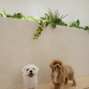 털로덮인친구들(키녹점) 이미지