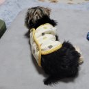개모임애견샵