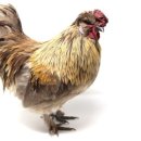 모두의고기 이미지