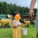 알파목장 이미지