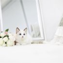 야옹아 멍멍해봐 강아지고양이 평택점 이미지