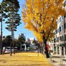 횡단보도옐로카펫 | 서울 단풍 카페 동대입구 한옥카페 커피빈 11월 단풍뷰