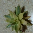 바이즈 이미지