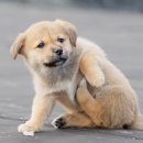 마음편한동물메디컬센터 이미지