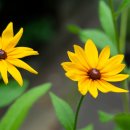 역곡로257번길 이미지