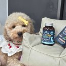 다이아몬드 유통 강아지 사랑 | 강아지 눈 영양제 추천 닥터페렌들리 눈충혈 눈물 루테인 관리 후기