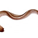 꼼지락장어 이미지