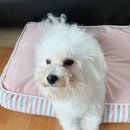 착한언니 애견살롱 이미지