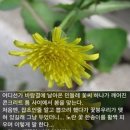 넌나의봄이다 이미지