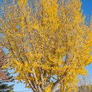 덕산 은행나무길 이미지