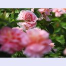 곡성-026 이미지