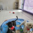 수레로1176 | 남양주 배냇미용 추천 라라그루밍~피어프리(Fear Free) 반려견 미용실 내돈내산 후기