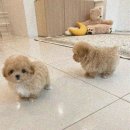 퍼피룸 네이버블로그