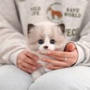 왕발고양이 이미지