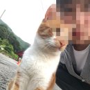 신안사 템플스테이 후기, 고양이 보러간 거 맞음
