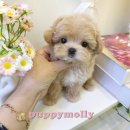 예쁜강아지 이미지