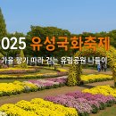 유성 국화축제 이미지