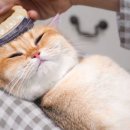 오늘도 예쁜 그루밍 이미지