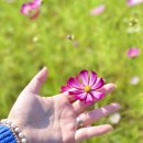 COSMOS/별,꽃 이미지