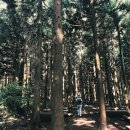 서윤의숲길 이미지