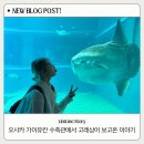 우리수족관 | 오사카 해유관 예약방법 가이유칸 수족관 후기 총정리 | 아이랑 일본여행