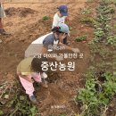 중산어린이집 | 고양 아이와 가볼만한 곳 주말 나들이 고구마 체험 중산농원