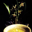 자연을 마시는 우리차 이미지