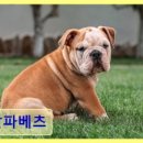 알파베츠