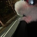 분당파크뷰 동물병원 | [분당/정자동] 분당파크뷰동물병원 강아지 위세척 비용,주의사항