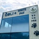 화이트펫# 이미지