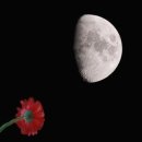 마음의 달 / 천양희 ​ 이미지