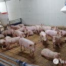 대주농장 이미지