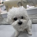 언니네 펫 이미지