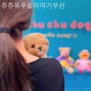 츄츄독 푸들이야기 부산 강아지분양 이미지
