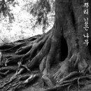 뿌리깊은 나무 이미지