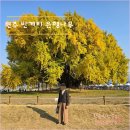 세븐일레븐 원주문막동화점 | 원주 문막 반계리 은행나무 2025년 11월 7일 현황