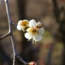 섬진강매화로 이미지