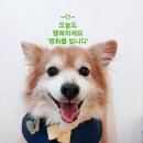 해피