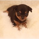 스타일독 이미지