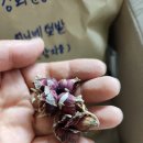 씨드림 귀한 토종 씨앗 나눔 받은 후기