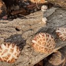 이형래 농장 | 노지#표고 무료나늠 이볜트