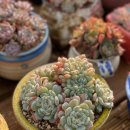 화이트팜(주) 이미지