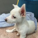 대학로동물병원 이미지