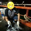 칼치랑고등어랑 이미지