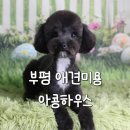 부평 애견미용 아콩하우스 강아지 미용샵 후기