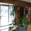 제주복어 이미지