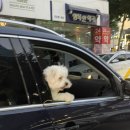 주바오 이미지