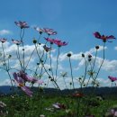 코스모스 - 김제시 동서9길 25 | 코스모스