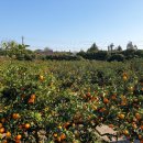 월광농장 이미지